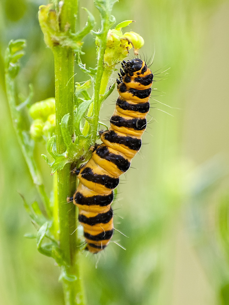 Nature, macro, Animal, fragility, flower, animal wildlife, summer, day, Caterpillar, vulnerability, 4K, beauty in nature, close-up, green Color, bee, larva