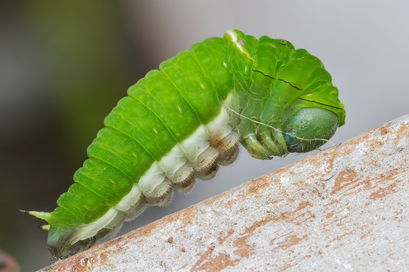 day, invertebrate, 5K, animal, animals in the wild, pupa, no people, animal themes, metamorphosis, insect, close-up, selective focus, bug, Nature, green