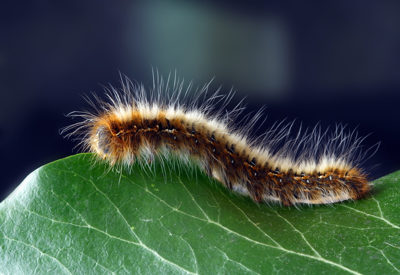 animal, animal hair, small, spring, nature, insect, animal themes, macro, close-up, caterpillar, no people, animal wildlife, focus on foreground, larva