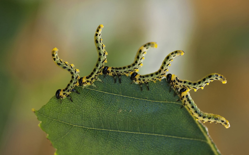 plant, caterpillar, plant part, animal, yellow, backgrounds, biology, focus on foreground, leaf, animal wildlife, summer, 1080P, six, larva, day, animals In The Wild