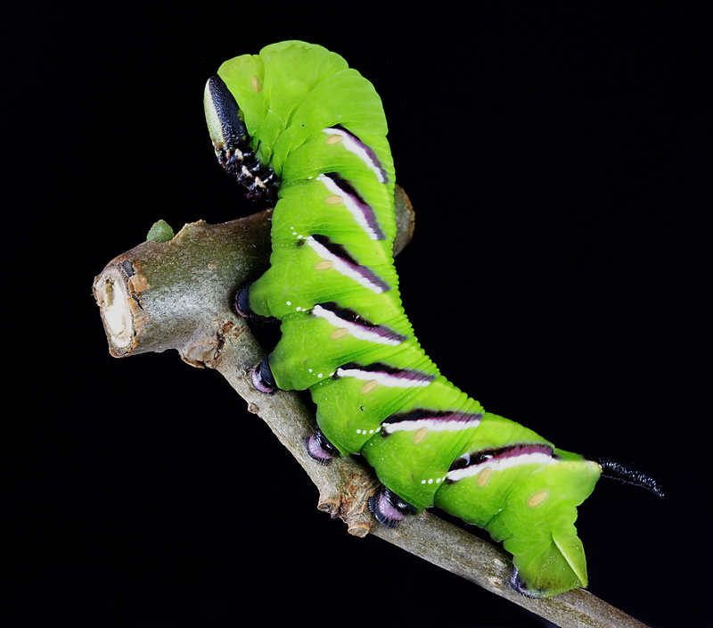 nature, close-up, close, vertebrate, larva, photography, no people, plant, animal, caterpillar, night, hornworm, animals in the wild, green color, lepidoptera