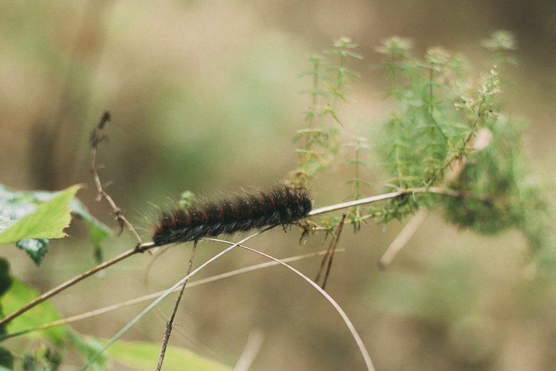 plant, larva, selective focus, animal themes, beauty in nature, close-up, 4K, blade of grass, animal, creeps, green color, forest, no people, hairy, large