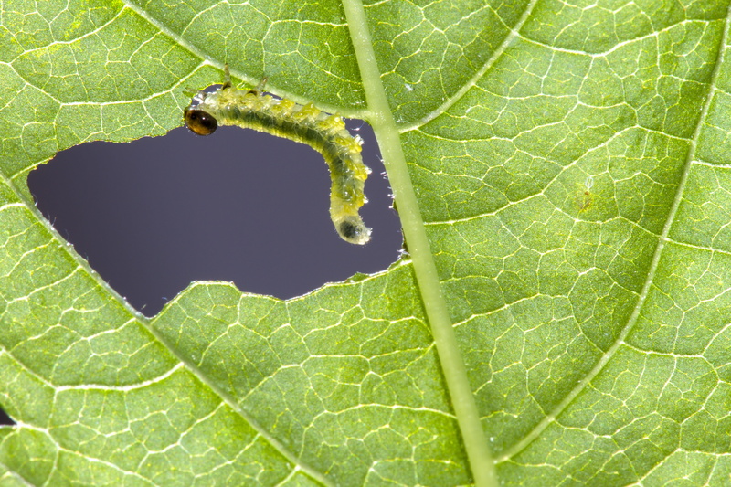 plant, insect, animal themes, leaf damage, outdoors, gluttonous, day, leaf, invertebrate, one animal, full frame, directly above, animal, green color, animals in the wild