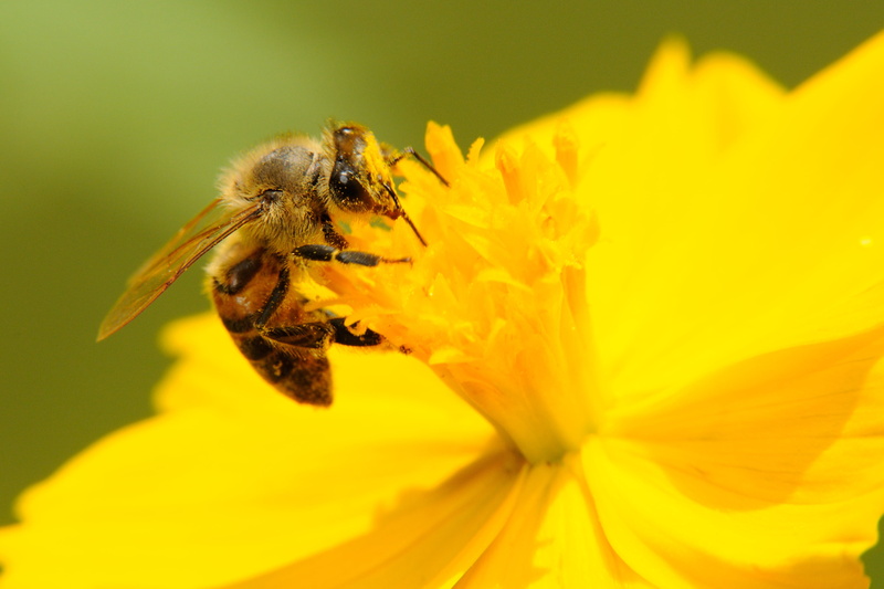 animal, yellow, ape, natura, norte de Minas, Italy, pollination, close-up, macro, regina, nature, pollen, daytime, Novos, insect, terra, flower, vão, da
