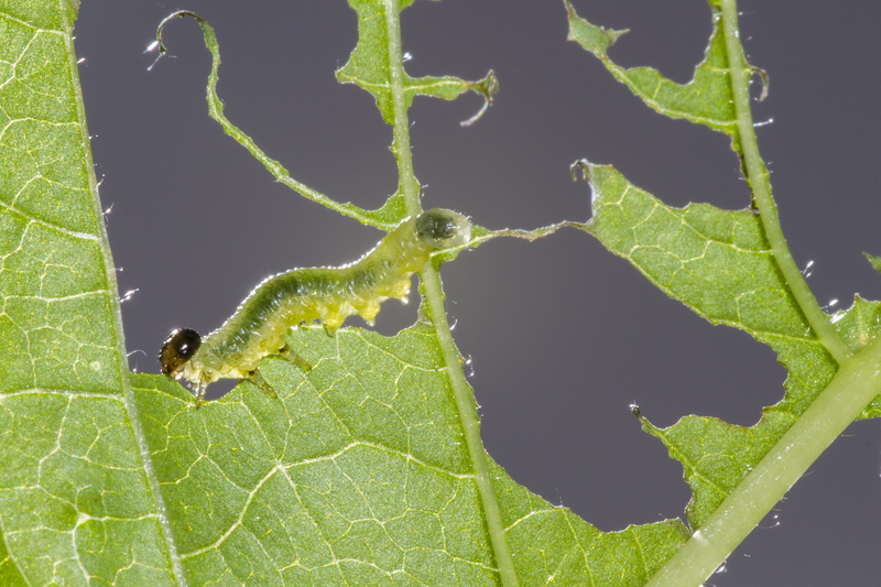 leaf vein, sawflies larvae, fragility, nature, Sawflies, arthropod, invertebrate, Larvae, 4K, macro, plant part, green Color, small caterpillar, plant