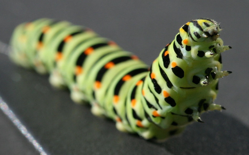 selective focus, crawl, animals in the wild, caterpillar, animals And Pets, green, nature, larva, worm, animal markings, 2K, wildlife, animal, close-up