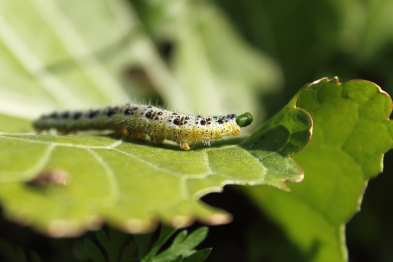 outdoors, animal wildlife, larva, biology, animal, insect, small, beauty In Nature, animal themes, summer, environment, plant, focus on foreground, selective focus
