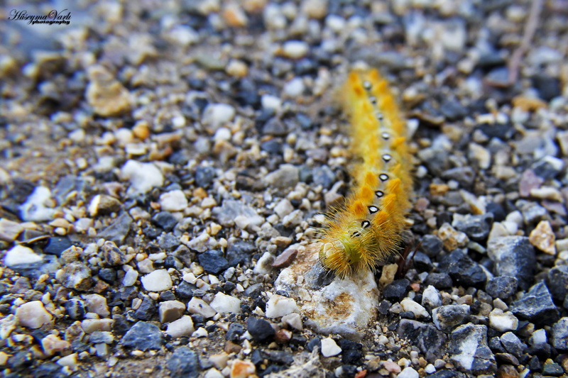 environment, land, color, caterpillar, animal themes, 2K, pebble, day, invertebrate, stone - object, selective focus, animals in the wild, slug, outdoors
