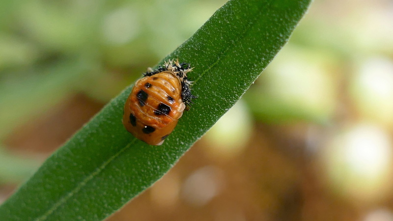 beauty in nature, animals in the wild, leaf, one animal, close-up, invertebrate, nature, plant, animal themes, ladybug, growth, outdoors, plant part, beetle