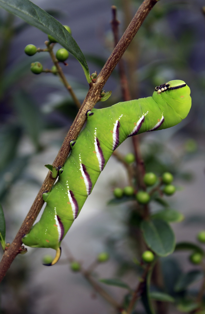 focus on foreground, leaf, green color, outdoors, nature, tree, growth, freshness, beginnings, moth, plant stem, larvae, day, plant part, no people, fragility