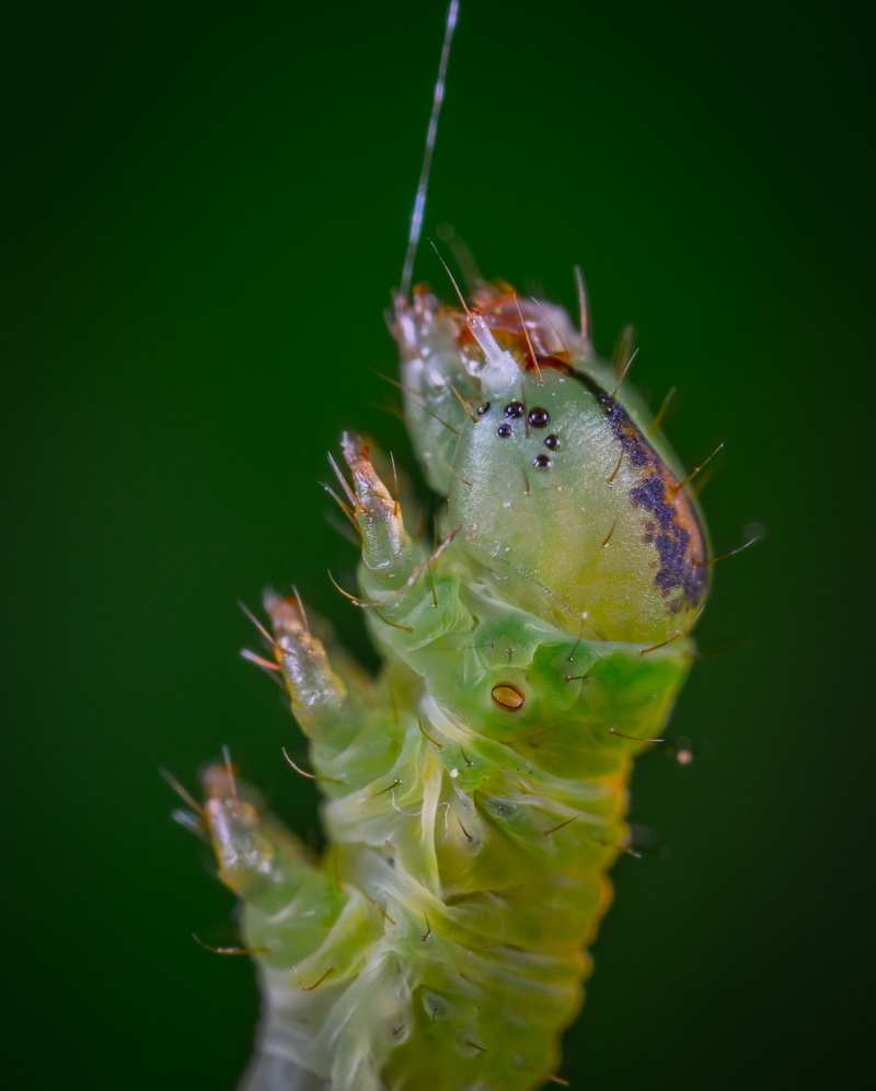 wildlife photography, entomology, studio shot, outdoors, beauty in nature, larva, selective focus, focus, no people, water, caterpillar, lepidoptera, green color