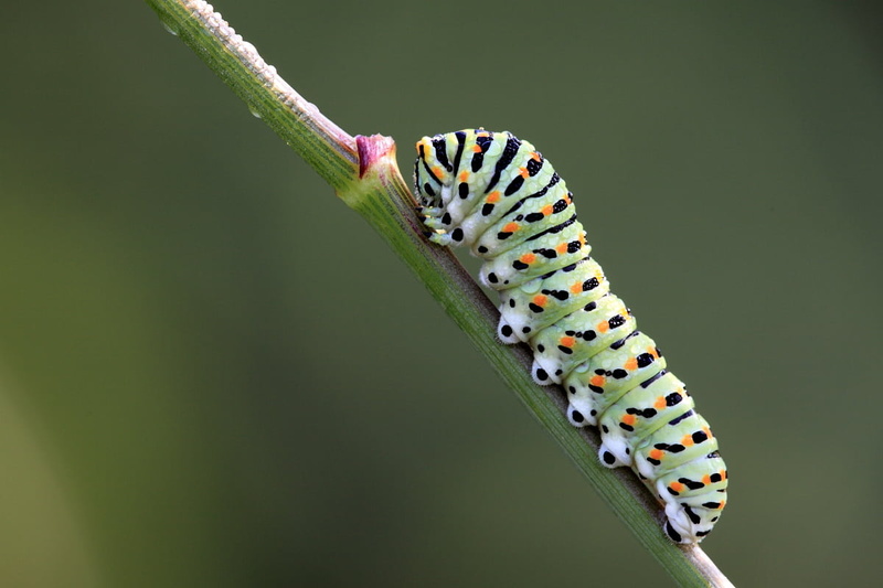 480P, selective, gear, me, spotted, black, larva, animal, green Color, plant, nature, green, steam, macro, photo, insect, wildlife, caterpillar, close