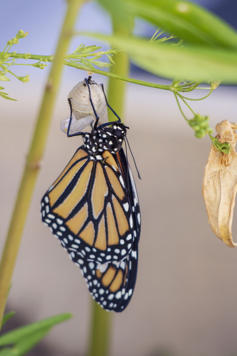animal wing, invertebrate, insect, butterfly - insect, wildlife, vulnerability, focus on foreground, beauty in nature, bug, nature, wild, flower, caterpillar