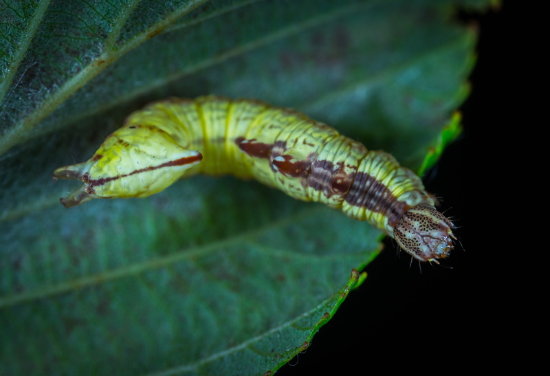 larva, animal wildlife, leaf, caterpillar, one animal, animals, close-up, no people, natural pattern, invertebrate, insect, nature, plant, animal, black background