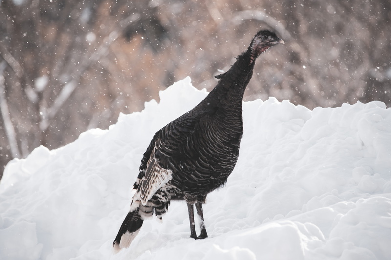 grouse, ice, flicker bird, covering, animal themes, fowl, cold temperature, extreme weather, poultry, black, animal, land, animals in the wild, woodpecker