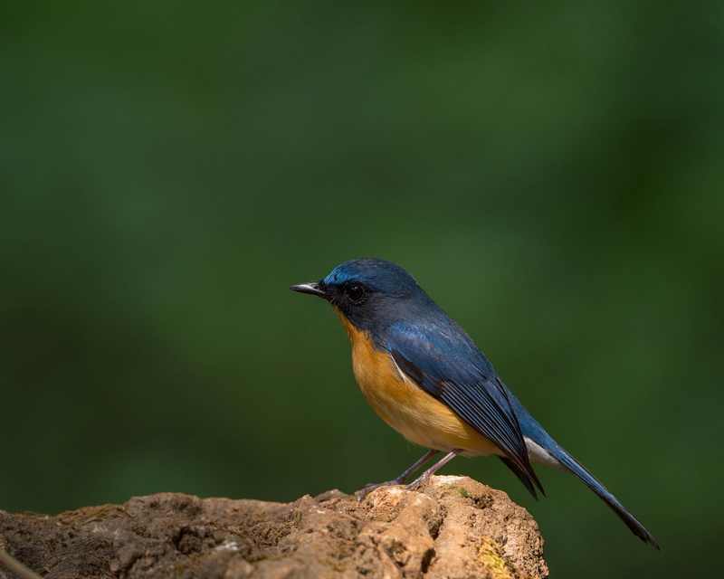 rock formation, beak, american, brown, Cyornis rubeculoides, bird Watching, robin, wildlife, Chinese Blue Flycatcher, 2K, Cyornis glaucicomans, American Robin