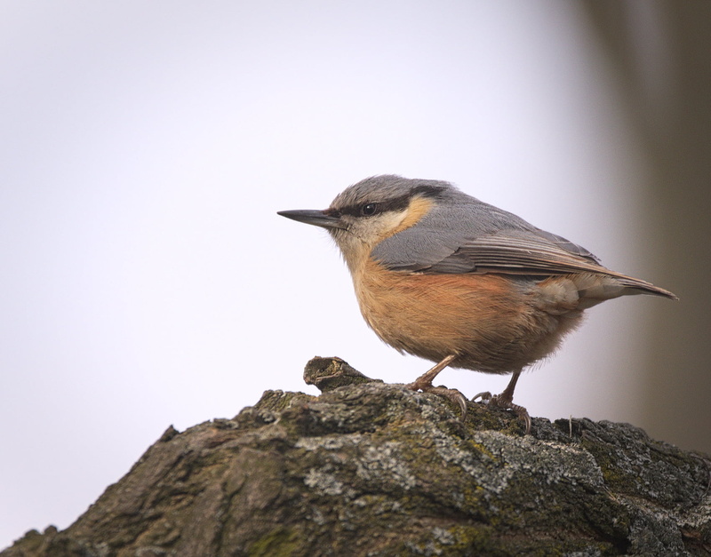 nature, beak, Eurasian nuthatch, grey, brown, rock  nuthatch, animal, 720P, Kowalik, rock, nuthatch, wildlife, brown bird, bird, caesia, Wood nuthatch