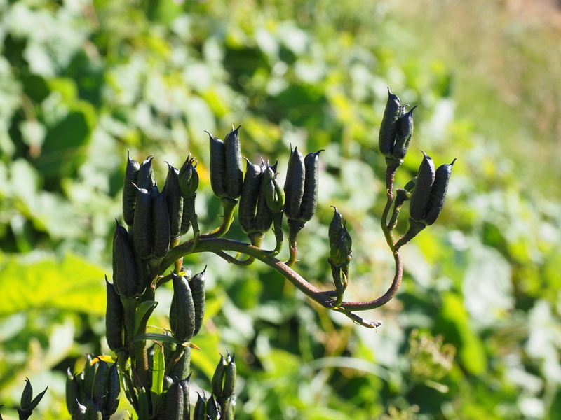 vulnerability, green color, black color, venus carriage, flower, plant part, fragility, hahnenfußgewächs, venus car, follicles, pyramid, pegasus, medicinal plant