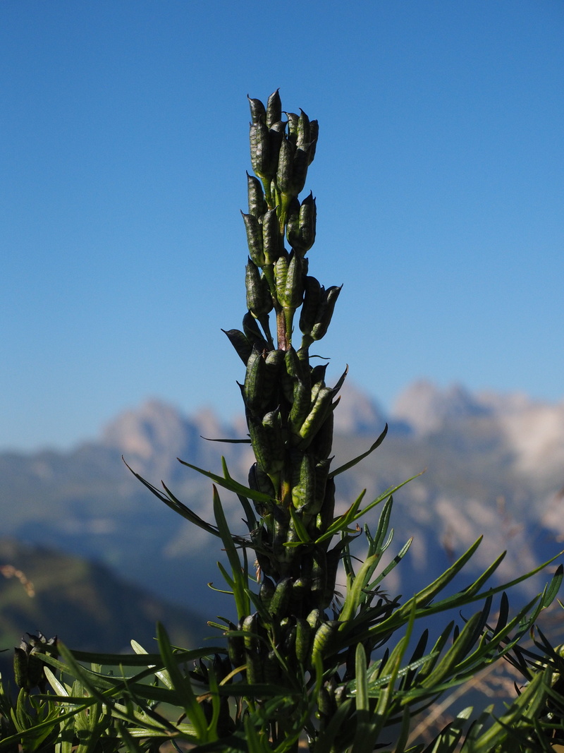4K, field, aconite, medicinal plant, venus carriage, blue, close-up, riding cap, landscape, aconitum napellus, venus car, land, no people, clear sky, day