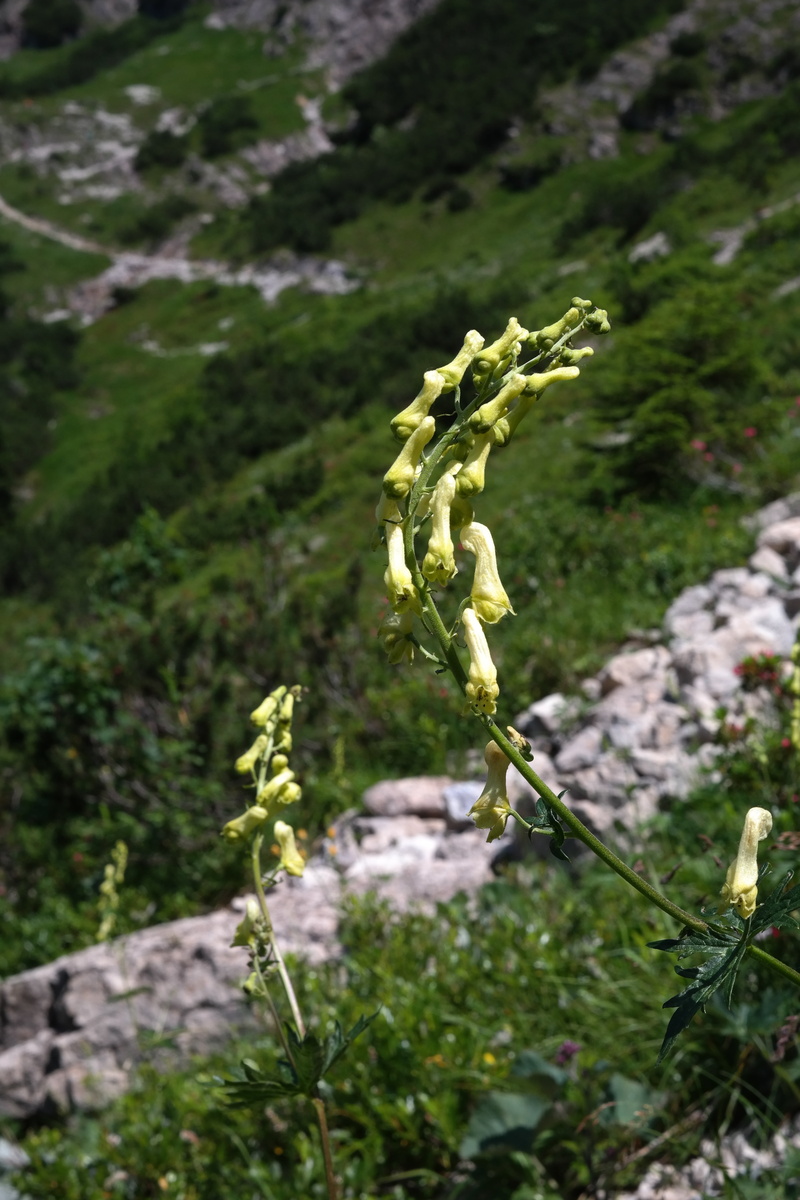 wolf herb, 5K, yellow gelstern, tranquility, forest, day, aconitum lycoctonum, close-up, alpine flower, moss, gäli fox spice, vulnerability, focus on foreground