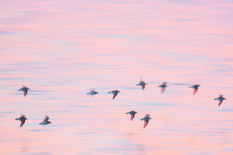 bird, swallow, scenics - nature, crane bird, animal themes, flounder, flock of birds, hummingbird, beauty in nature, mullet fish, birds, finch, goose, animal