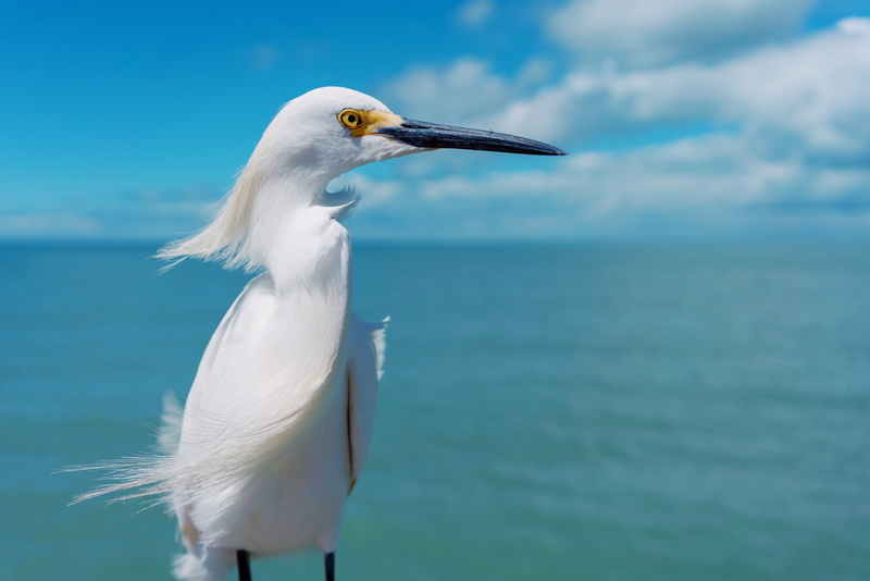 heron, beak, photo, ardeidae, herring, white color, one animal, crane bird, bird, pelican, nature, flying, no people, vertebrate, stork, water, animal wildlife