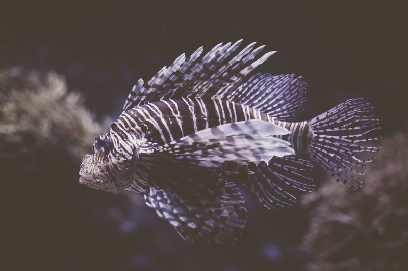 plant part, white, mullet fish, cod, rock beauty, sea anemone, no people, waterfront, day, invertebrate, bird, close-up, aquarium, 2K, animal, black, coho
