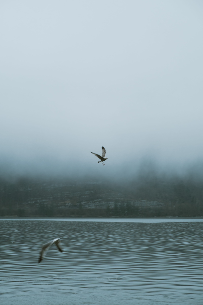 sky, fish, waterfront, sea life, fog, waterfowl, outdoors, mid, day, two, water, dolphin, egret, mid-air, smoke, air, animal, hydrofoil, ardeidae, beauty in nature