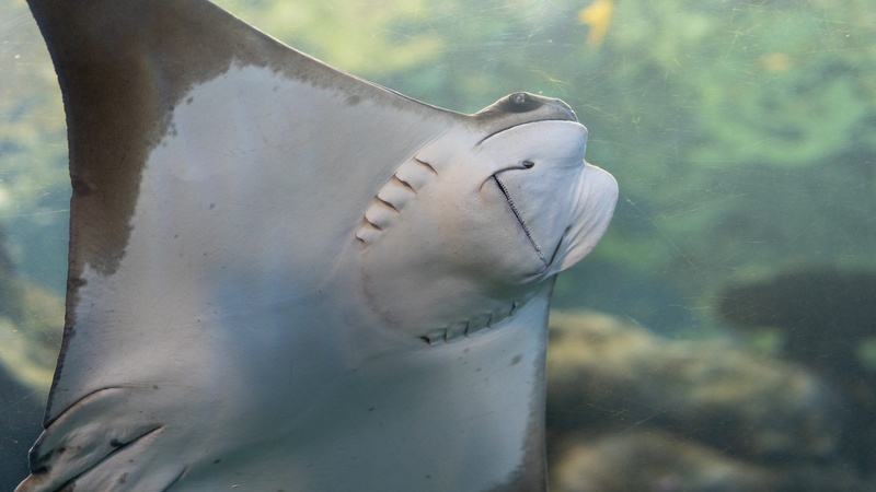 grey, vehicle, white, rock beauty, marine, mammal, invertebrate, horse, ray, one animal, car, sea life, gliding, nature, aquarium, swimming, seashell, leisure activities
