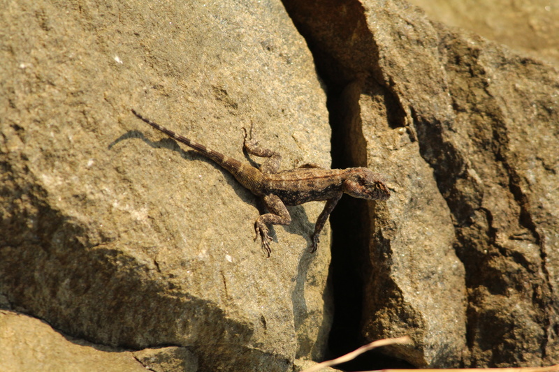 seal, reptile, insect, no people, solid, gecko, 4K, invertebrate, day, wildlife, tree trunk, rock - object, bird, amphibian, one animal, focus on foreground