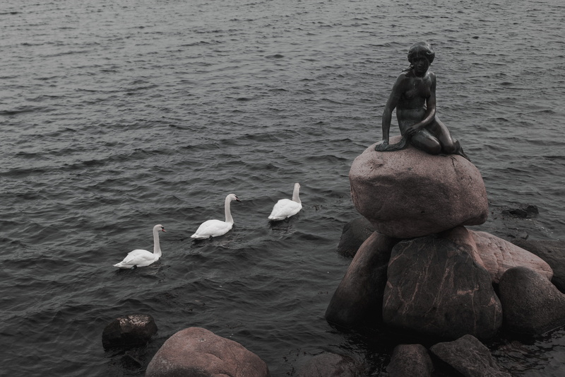 sea, ardeidae, nature, ocean, animal wildlife, rock, animal family, rock - object, animal themes, day, beauty in nature, animals in the wild, back, waterfowl