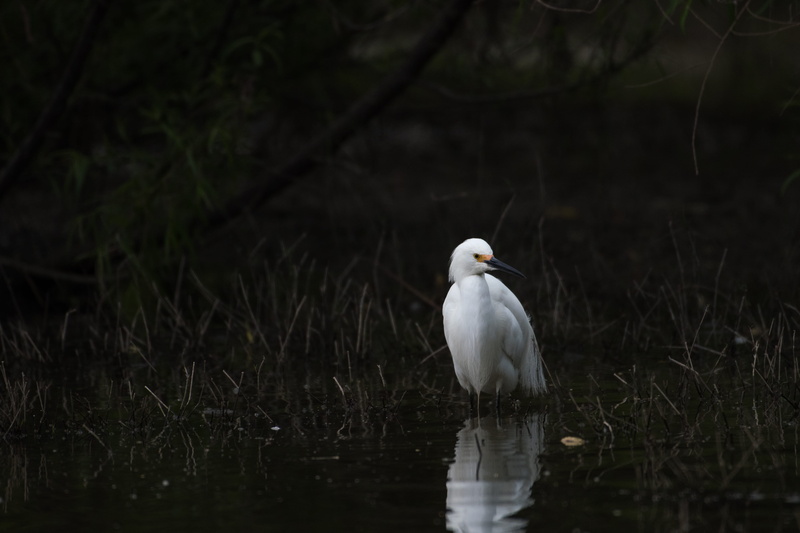 beauty, pond, 4K, waterfowl, white, earth, heron, feather, claws, water, awesome, bird, life, beak, one animal, animal, plant, forest, white color, animal wildlife