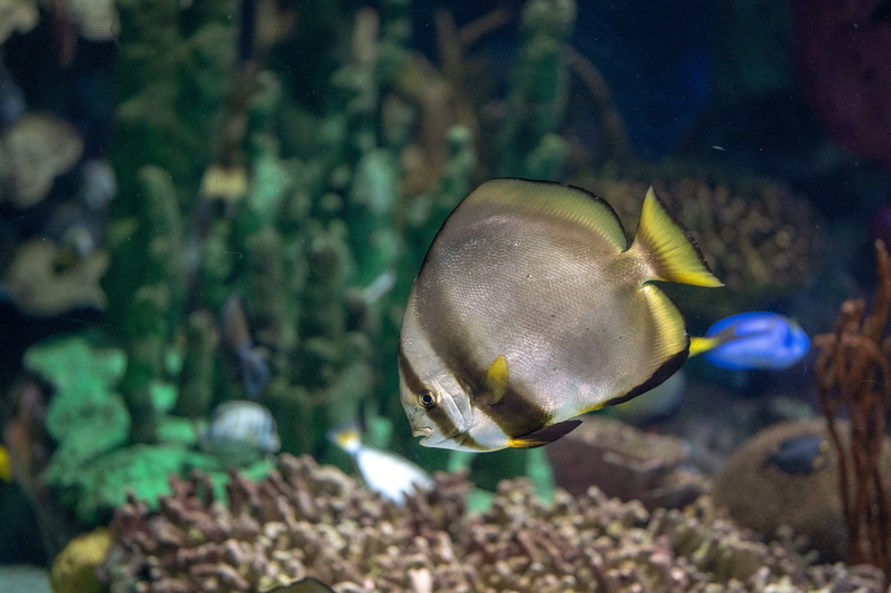 tank, water, animals in the wild, bird, near, gray, animal wildlife, focus on foreground, sleeve, amphiprion, 5K, no people, herring, invertebrate, sea life