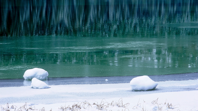 swan, mammal, beluga whale, bear, waterfowl, heron, reflection, beauty in nature, tranquil scene, ice, 5K, nature, snow, cold temperature, ardeidae, lake