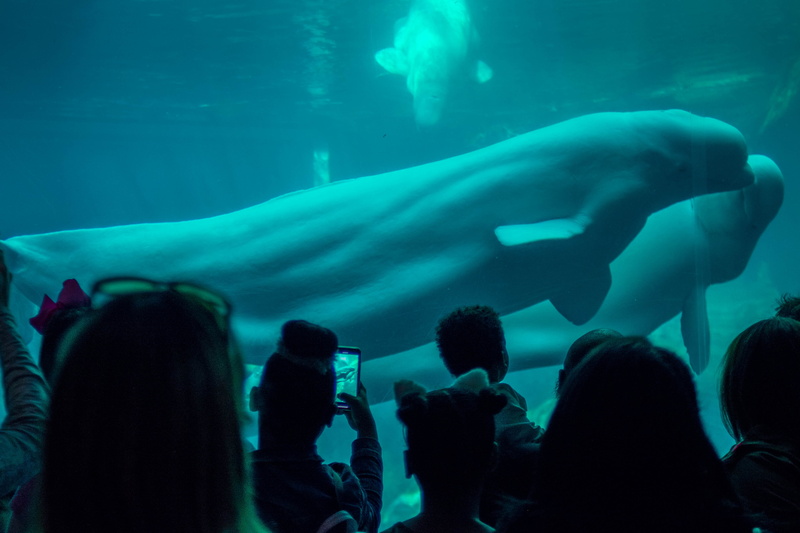 animals in captivity, group of people, mobile, fish, taking, children, whale, mammal, aquatic, animals in the wild, human, blue, group of animals, rock beauty