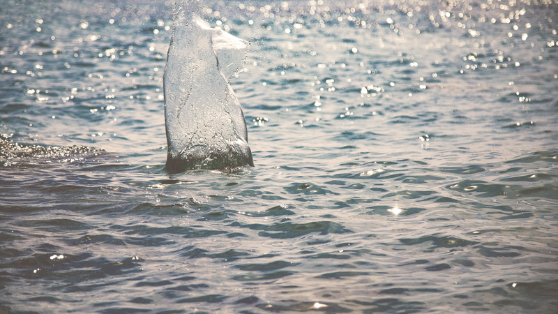 bird, carp, waves, no people, sea, vertebrate, 5K, fish, ripple, outdoors, animal themes, ocean, motion, waterfowl, sea lion, animal, nature, splash, sea life