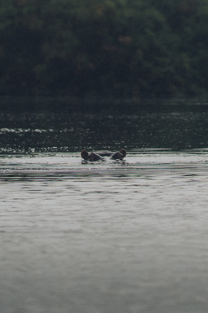 day, waterfront, water, duck, vertebrate, mallard, africa, animal wildlife, ocean, animal, ardeidae, selective focus, no people, waterfowl, animals in the wild