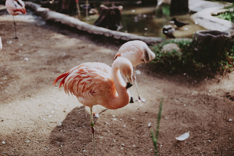 mammal, soil, crane bird, 5K, ground, seafood, animals in the wild, sea life, cow, group of animals, poultry, outdoors, vertebrate, domestic, ardeidae