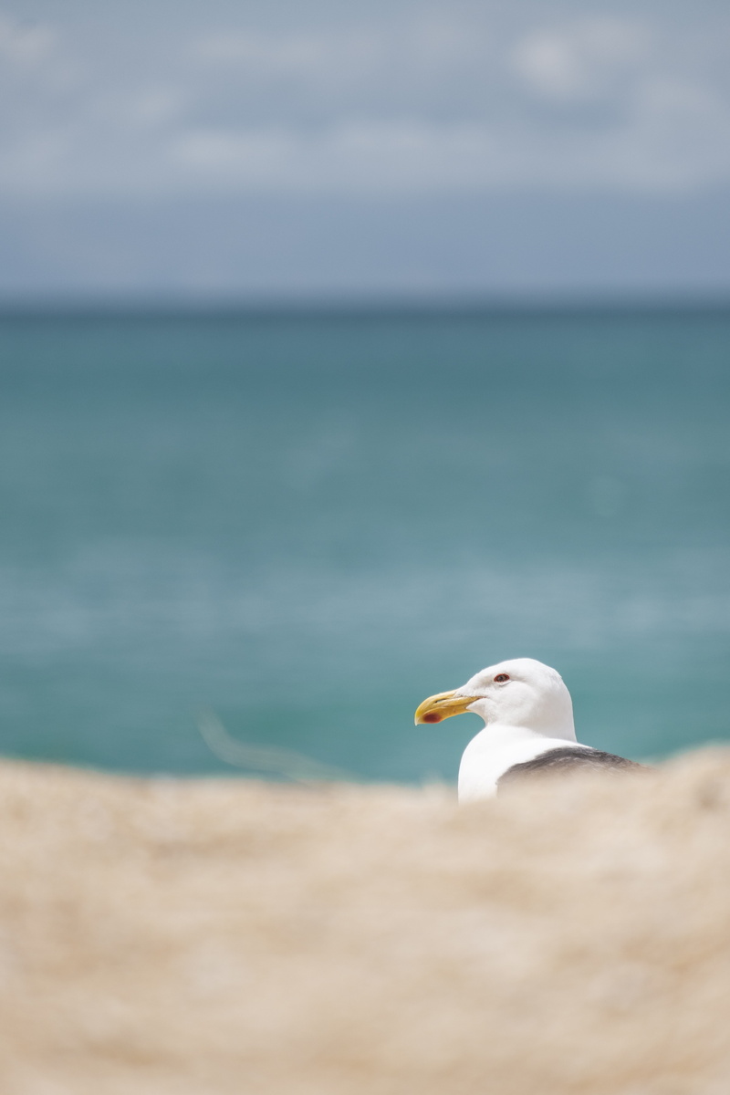 leisure activities, one animal, animals in the wild, animal, sea, mammal, pelican, animal wildlife, flying, land, cardinal, horizon, scenics - nature, white