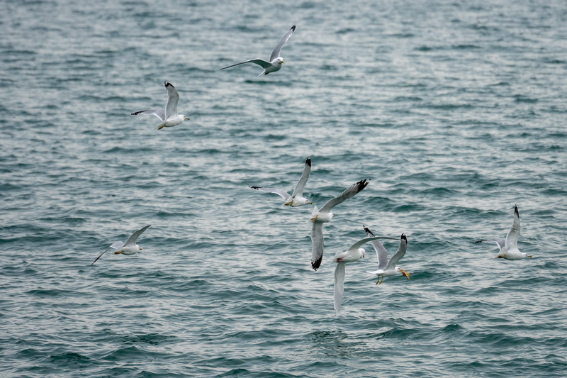 group of animals, mullet fish, animal themes, 4K, day, flying, waterfowl, flock of birds, mid-air, marine, heron, seagull, albatross, egret, nature, animal