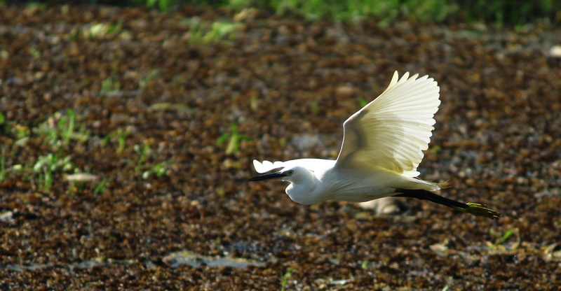 day, great egret, motion, swan, waterfowl, animals in the wild, parrot, nature, turtle, full length, box turtle, flying, anthus, bird, crane bird, white color