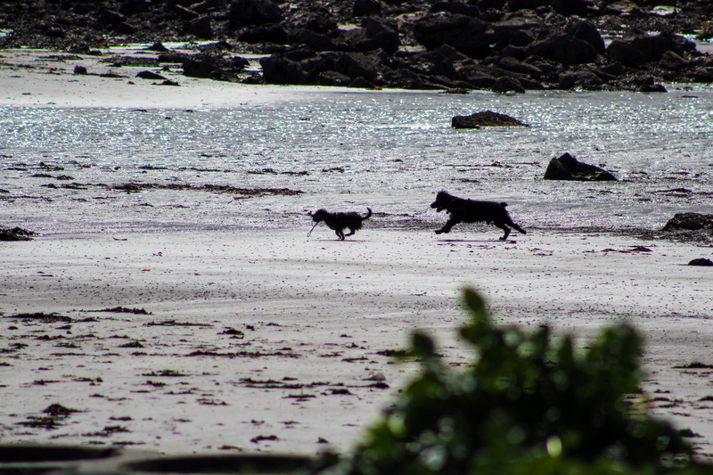 promontory, egret, day, slate, rock, two animals, heron, land, selective focus, pet, dogs, bird, jar, animal themes, beach, animal, outdoors, domestic