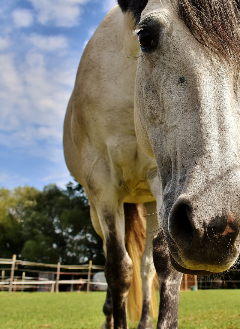animal mouth, animal body part, animal head, vertebrate, animal themes, day, focus on foreground, outdoors, domestic animals, fool around, 2K, pony, no people