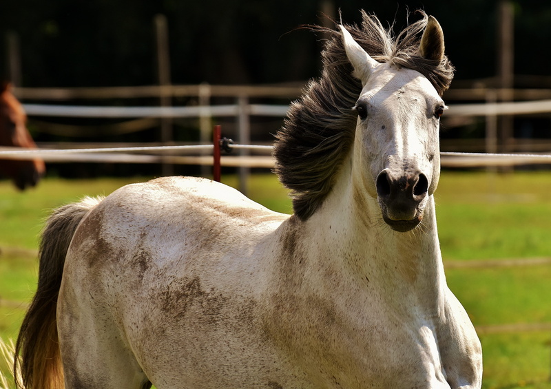 horse, pets, nature, mammal, 4K, outdoors, focus on foreground, ranch, fool around, animal, photo, animal wildlife, one animal, livestock, animal body part