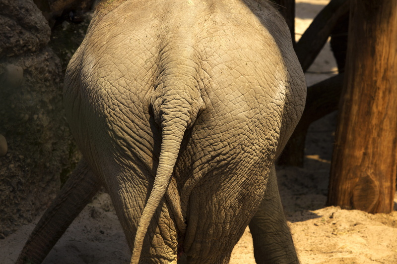 nature, butt, no people, zoo, animals in captivity, outdoors, sunlight, standing, wild animal, animal body part, back, tail, animals in the wild, bye, wall
