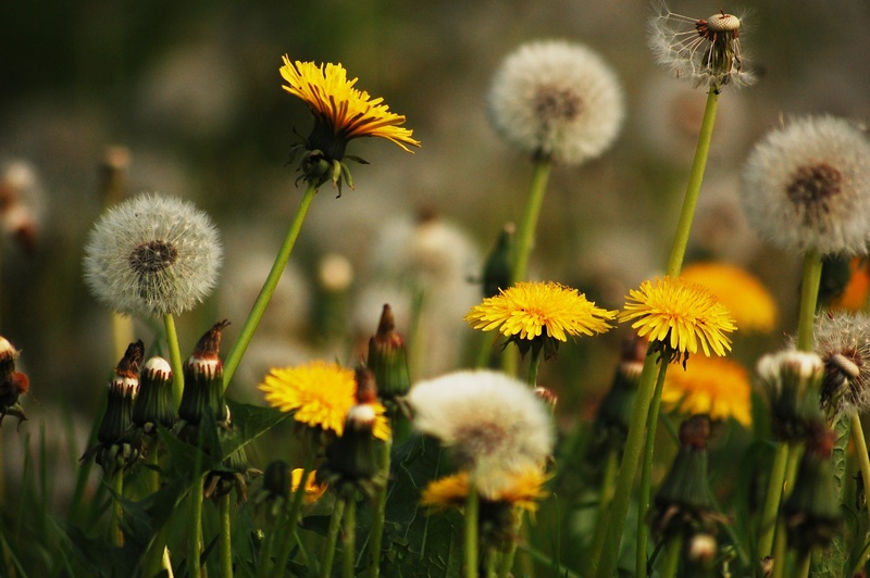 nature, vulnerability, selective focus, meadow, fragility, no people, sonchus oleraceus, inflorescence, plant, flower, growth, yellow, close-up, flower head