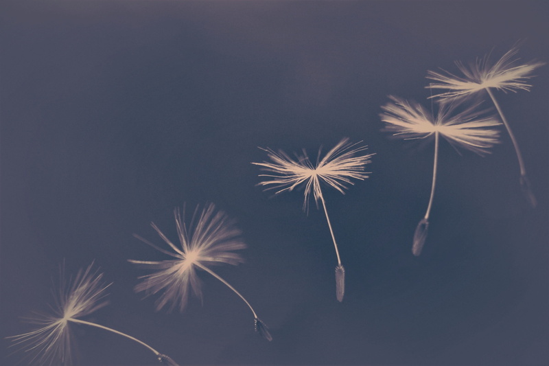 flying seeds, sky, night, firework - man made object, dandelion seed, wish you, motion, plant, umbrella, flowers, wind, illuminated, blow, fluffy, close-up