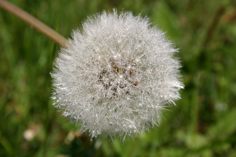 flower, 2K, no people, inflorescence, close-up, beauty in nature, dandelion, plant, focus on foreground, white color, flower head, nuns, dandelion seed
