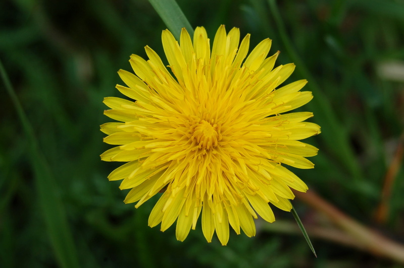 fragility, daisy, flowering plant, close-up, beautiful, land, beauty in nature, nature, doctors office, blooming, focus on foreground, springtime, yellow
