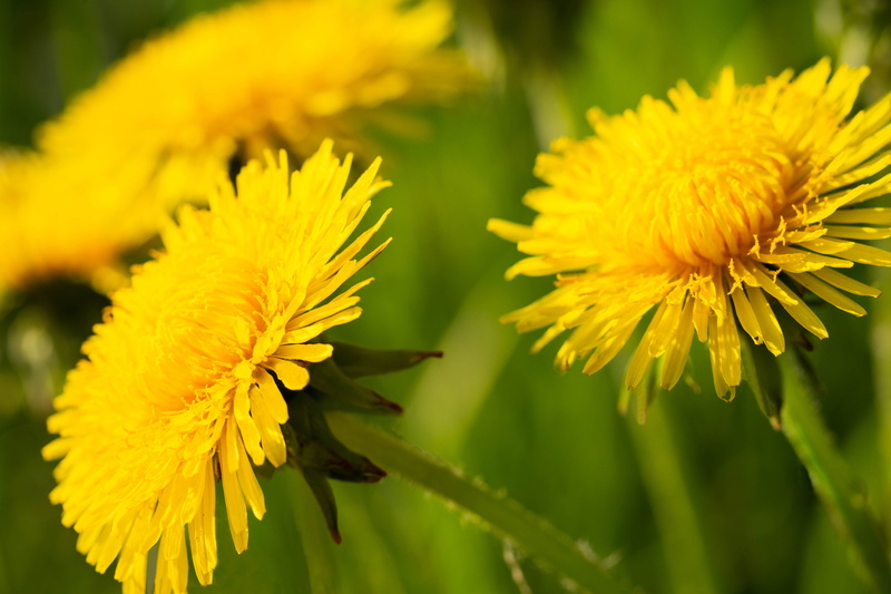vulnerability, blooming, petal, focus on foreground, flowering plant, nature, spring, pollen, selective focus, green color, close-up, yellow, growth, fragility